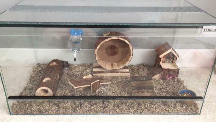 Knaagdieren terrarium 80*40*40 cm.