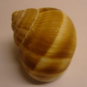 Slakkenhuis voor cichliden